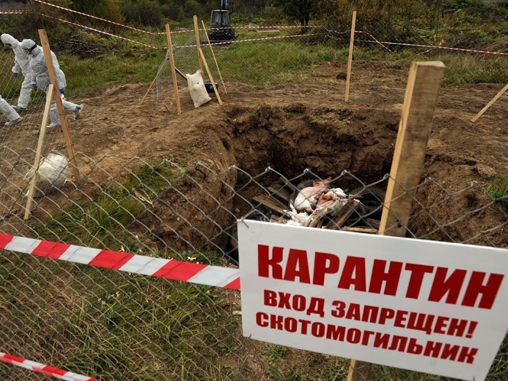 Красноярская "РОДИНА" разберется, кто устроил стихийный скотомогильник в лесу