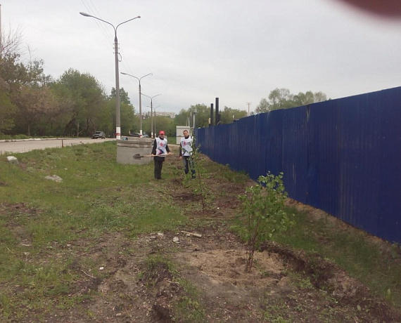 Ульяновские активисты партии "РОДИНА" приняли участие в акции "Русская берёза"