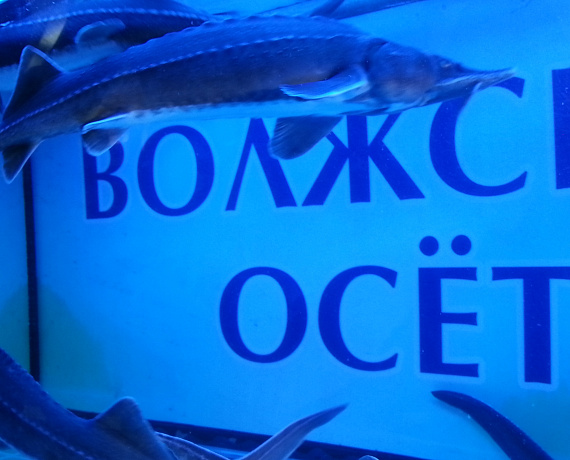 "РОДИНА" приняла участие в работе Форума "Самарская платформа развития бизнеса"