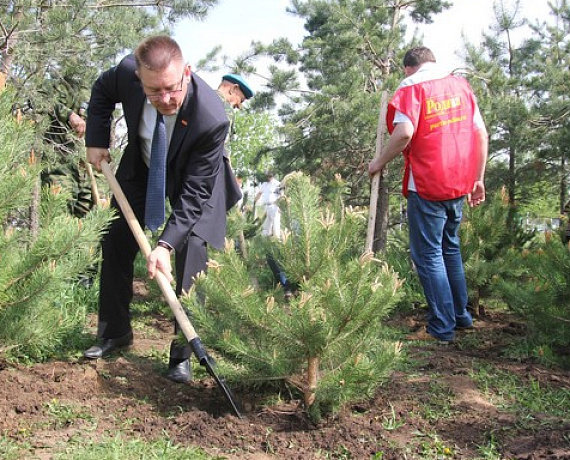 Татарские партийцы высадили сосновые деревья на "Аллее Славы" в Казани