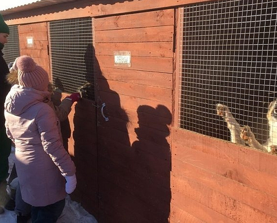 Школьники посетили площадку временного содержания безнадзорных животных, построенную на средства Вячеслава Илюхина