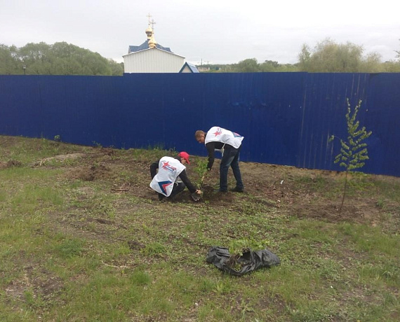 Ульяновские активисты партии "РОДИНА" приняли участие в акции "Русская берёза"